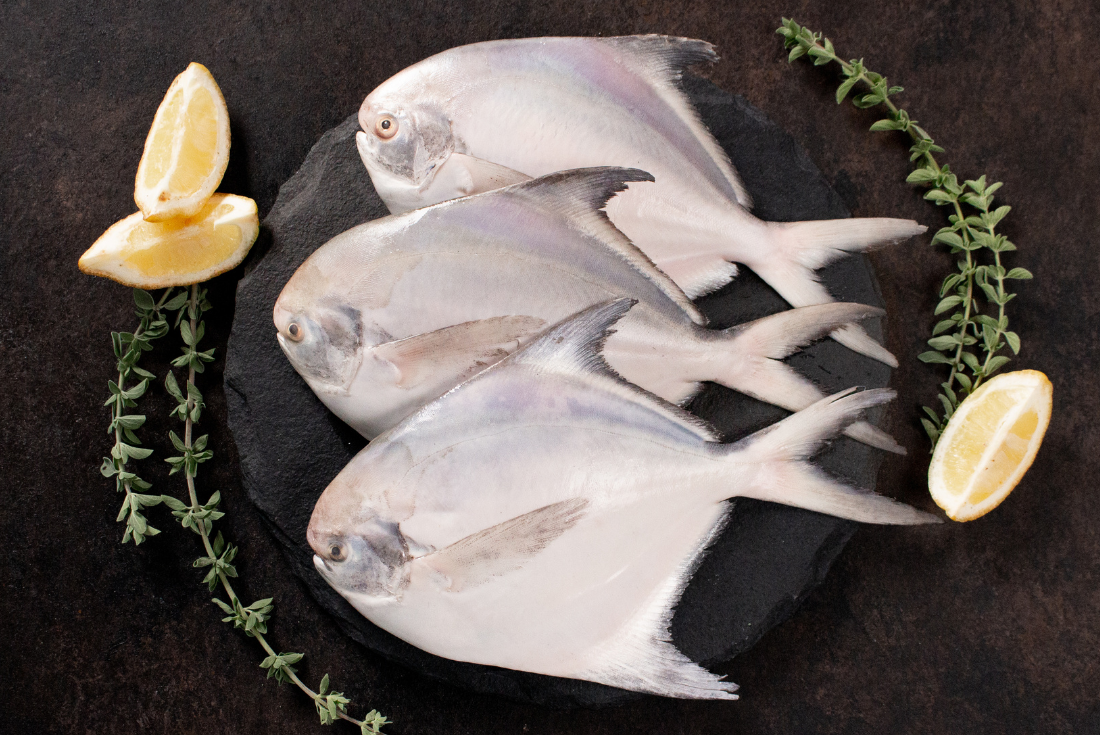 Silver Pomfret