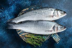 Sea Bass Fish