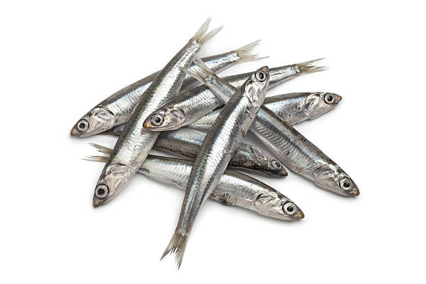 Anchovi Fish