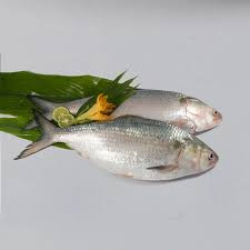 Hilsa Fish