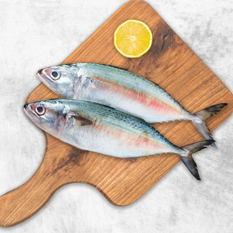 Mackerel Fish
