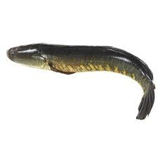 Korramenu Fish