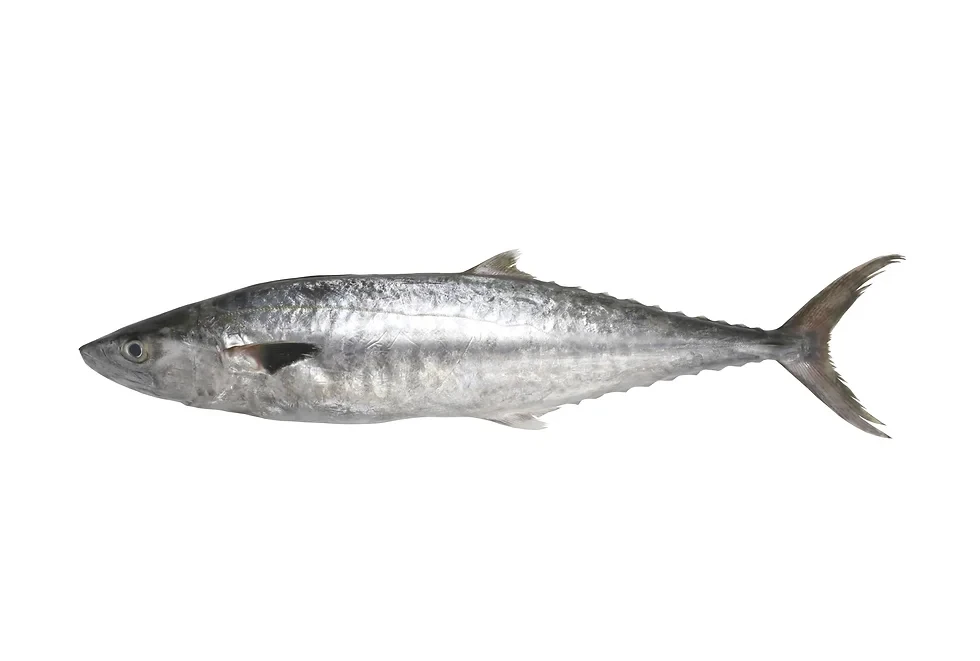 King Fish