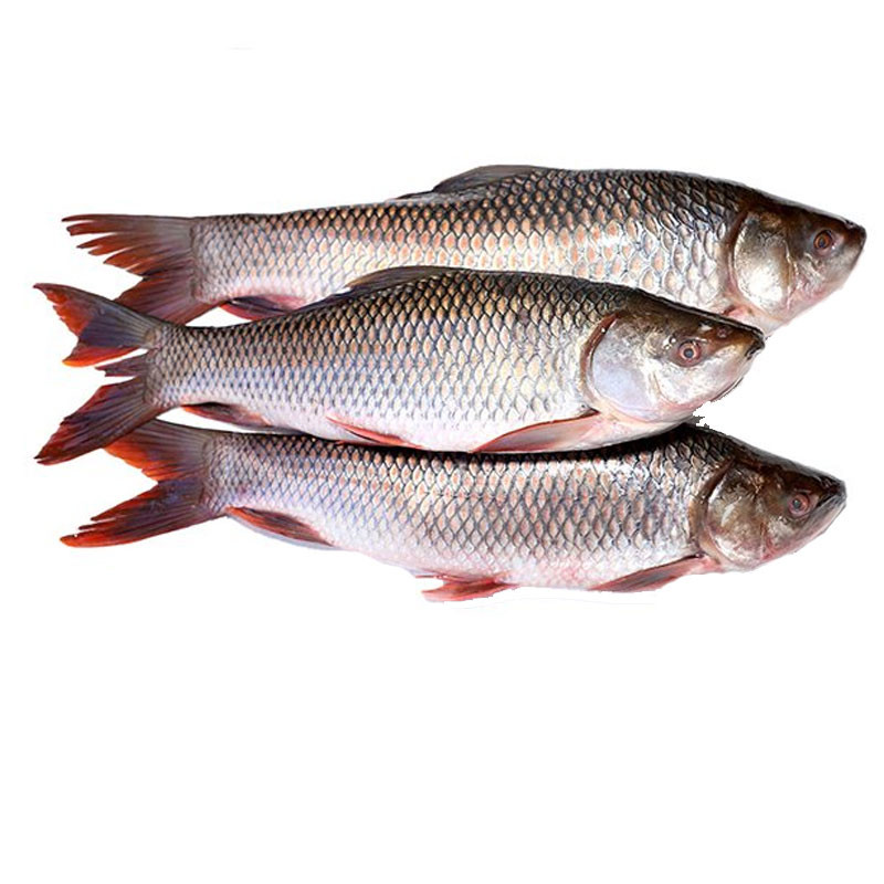 Rohu Fish