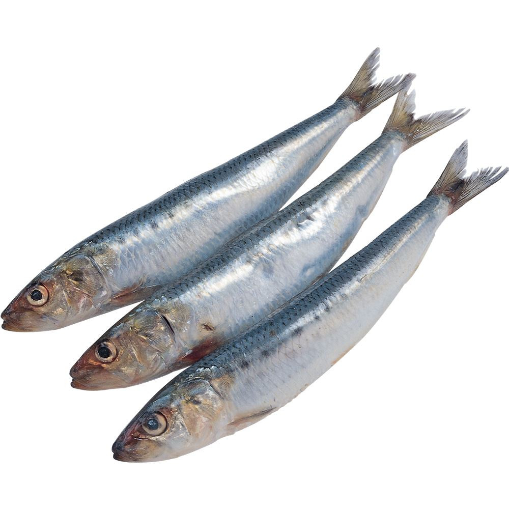 Sardines Fish